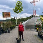 Paulovnia plstnatá (Paulownia tomentosa) ´HULSDONK´ - výška 280-300 cm, obvod kmeňa 10/12 cm, kont. C35L